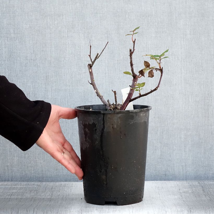 Example of Rosa Limona - Grootbloemige roos Pot van 4 l/5 l as you get in hiver