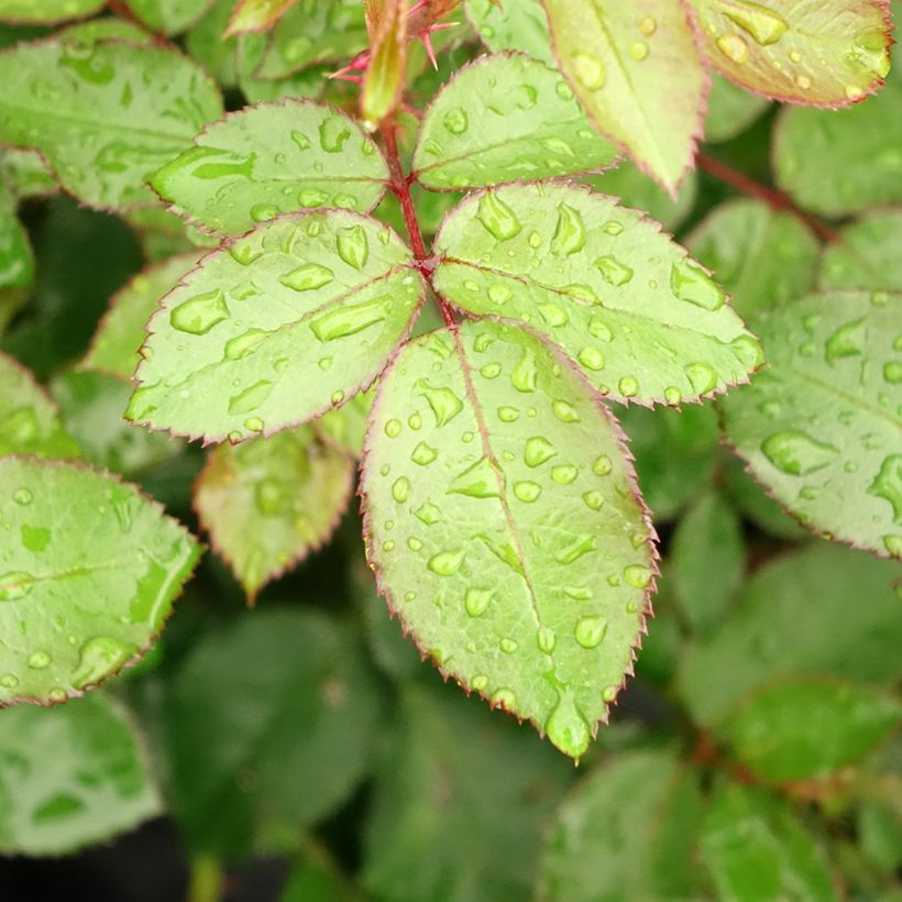 Rosa Meine Rose - Grootbloemige roos (Blad)