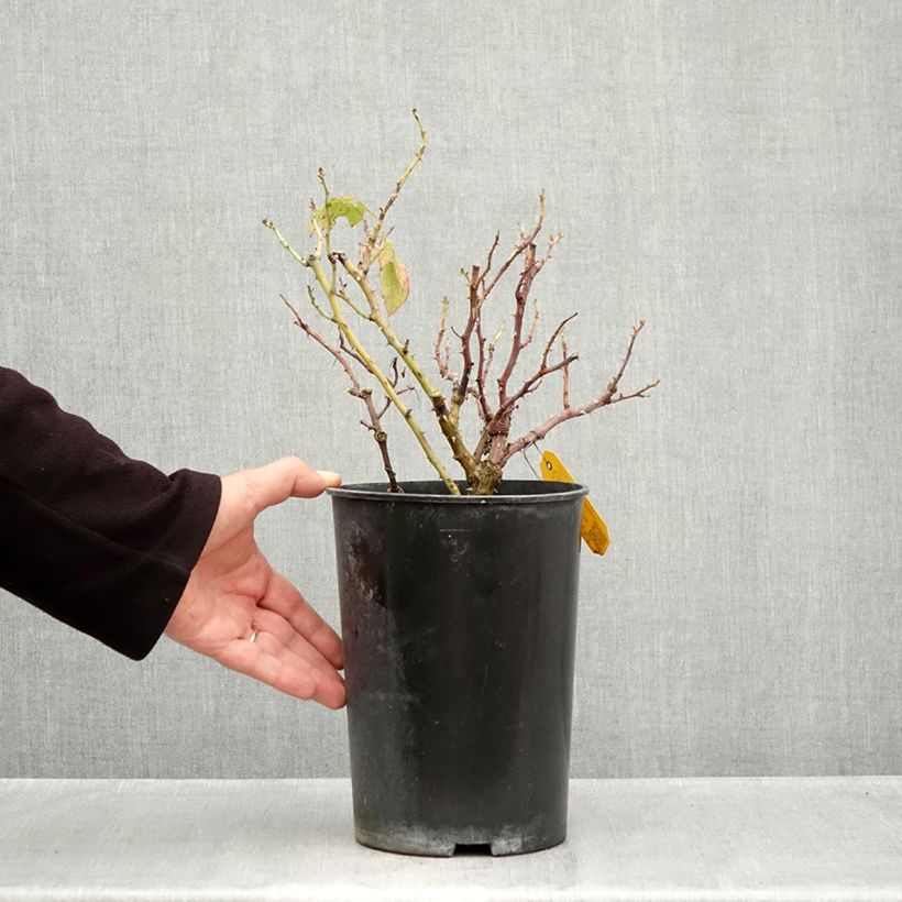 Exemplaar van Rosa Meine Rose - Grootbloemige roos Pot van 4 l/5 l zoals geleverd in de herfst