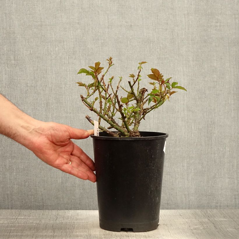 Exemplaar van Rosa Meine Rose - Grootbloemige roos Pot van 4 l/5 l zoals geleverd in de lente