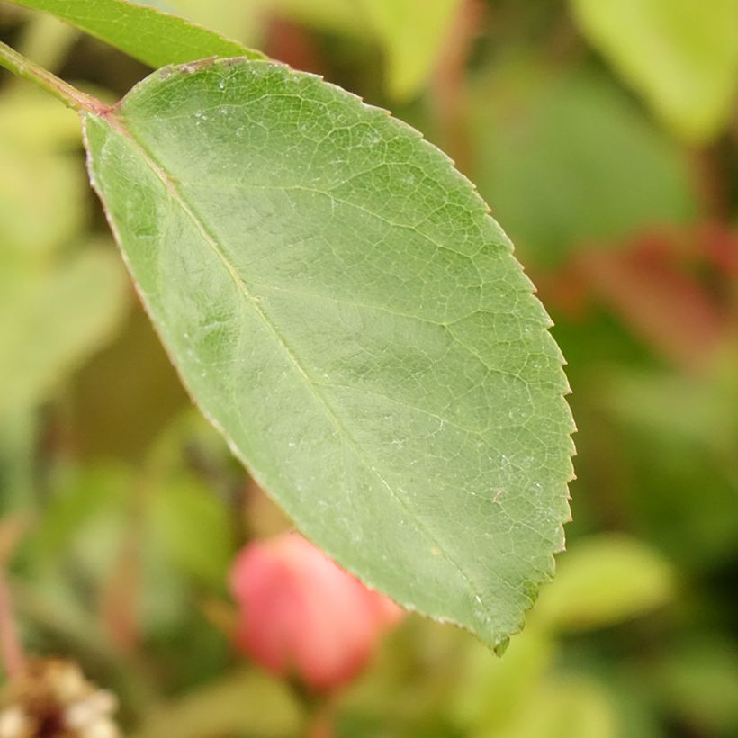 Rosa Oh Happy Day - Grootbloemige roos (Blad)