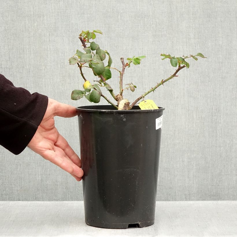 Exemplaar van Rosa Oh Happy Day - Grootbloemige roos Pot van 4 l/5 l zoals geleverd in de herfst