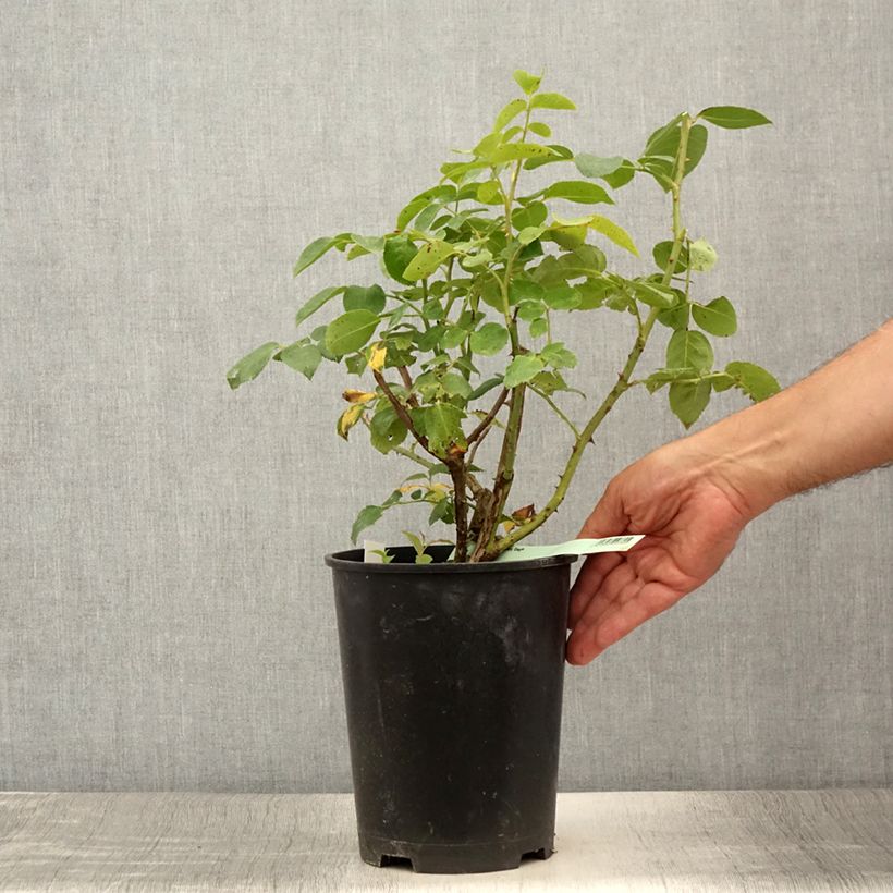 Exemplaar van Rosa Oh Happy Day - Grootbloemige roos Pot van 4 l/5 l zoals geleverd in de zomer
