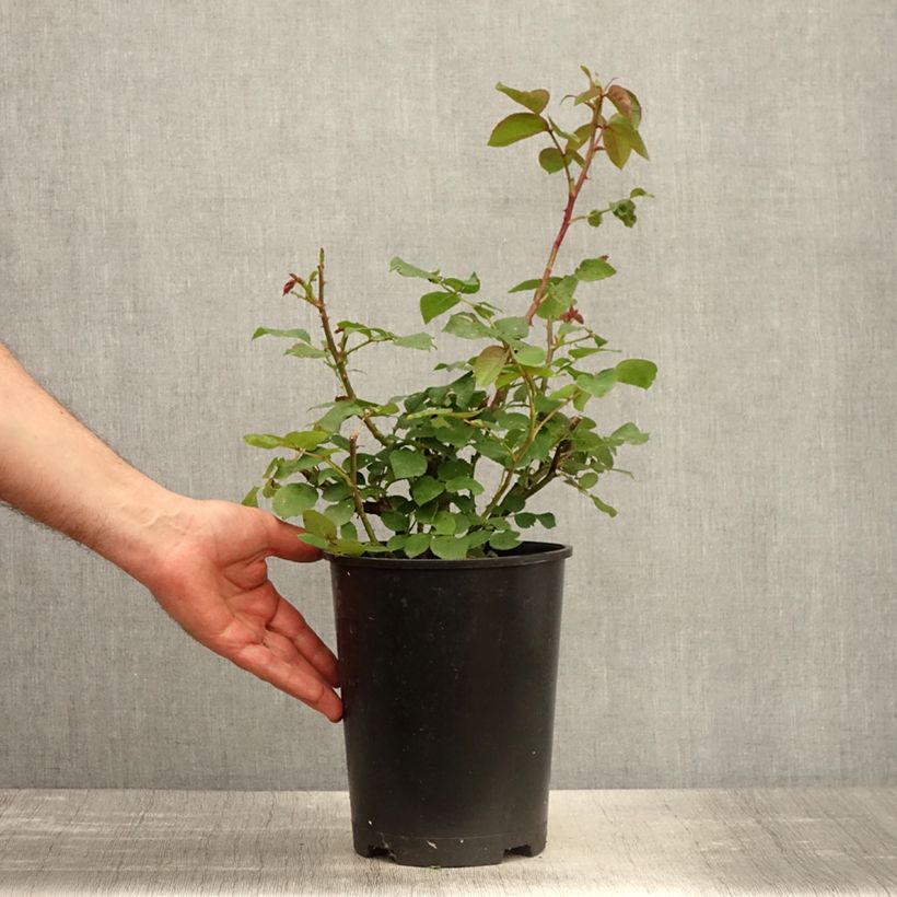 Exemplaar van Rosa Oh Happy Day - Grootbloemige roos Pot van 4 l/5 l zoals geleverd in de lente