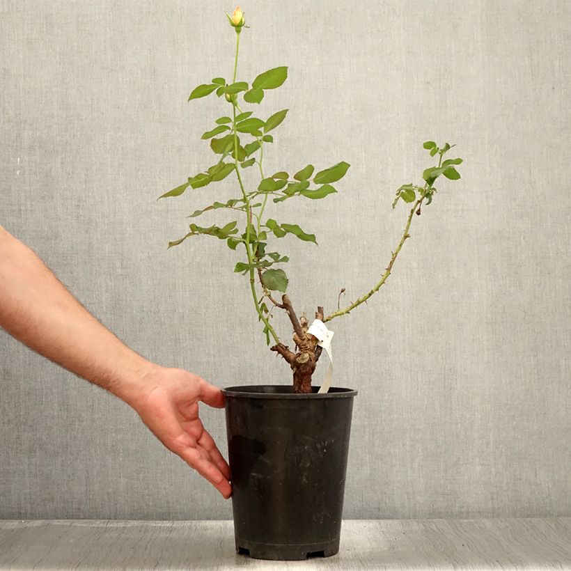 Exemplaar van Rosa Eriko Takeda - Grootbloemige roos Pot van 4 l/5 l zoals geleverd in de zomer