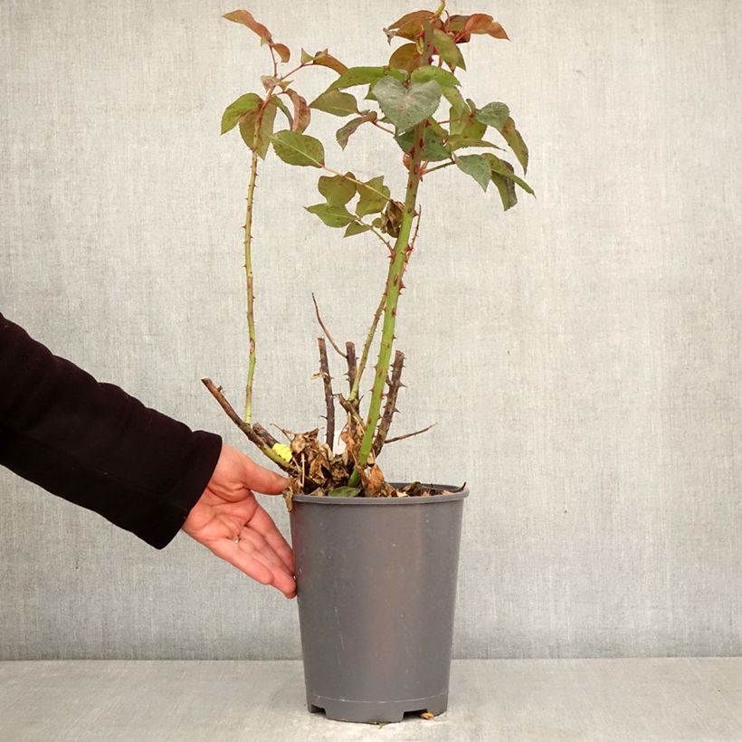 Exemplaar van Rosa Eve de Rothschild - Grootbloemige roos Pot van 4 l/5 l zoals geleverd in de lente