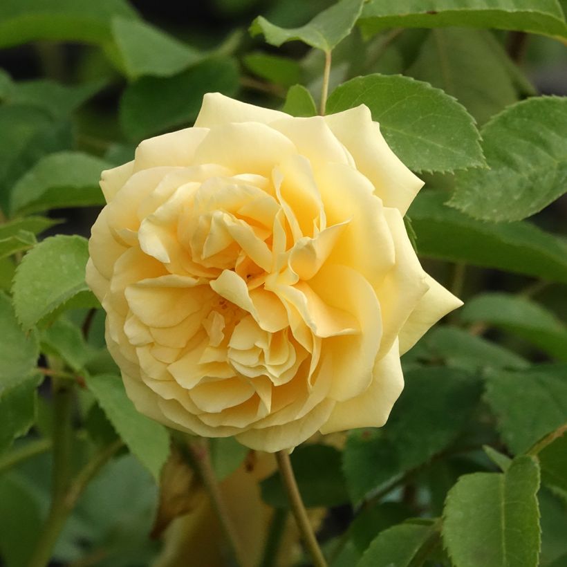 Rosa Fragrant Old Yellow - Grootbloemige roos (Bloei)