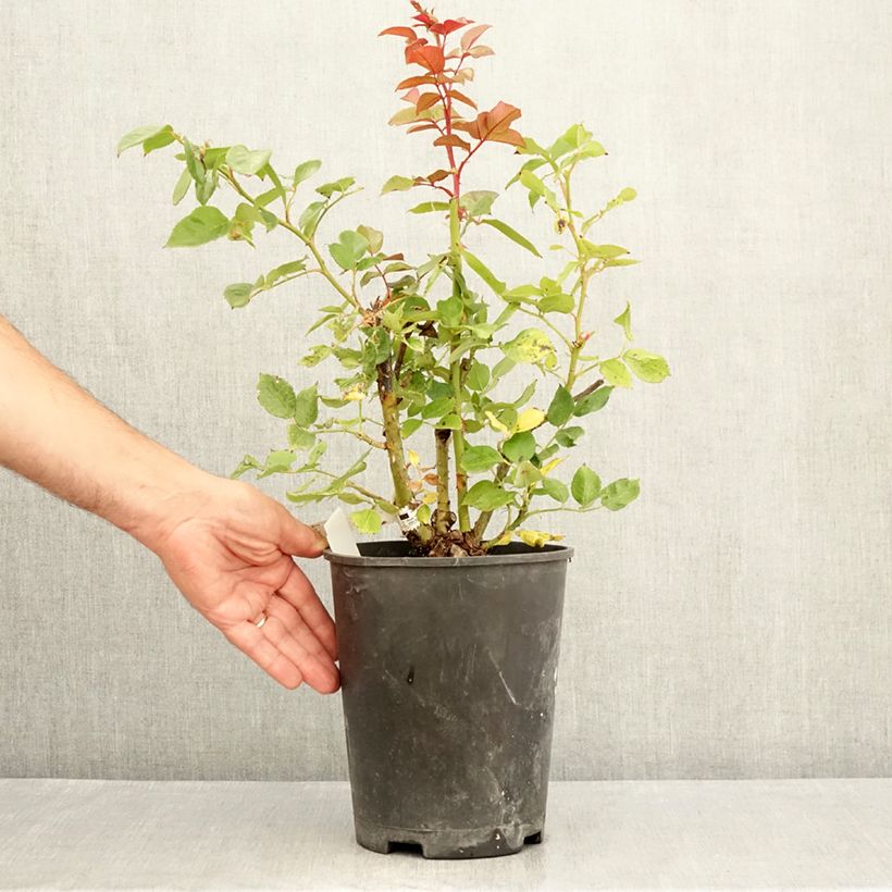 Exemplaar van Rosa Fragonard - Grootbloemige roos Pot van 3 l/4 l zoals geleverd in de zomer