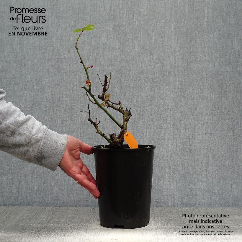 Exemplaar van Rosier à grandes fleurs Frédéric Mistral  Pot de 4L/5L zoals geleverd in de herfst