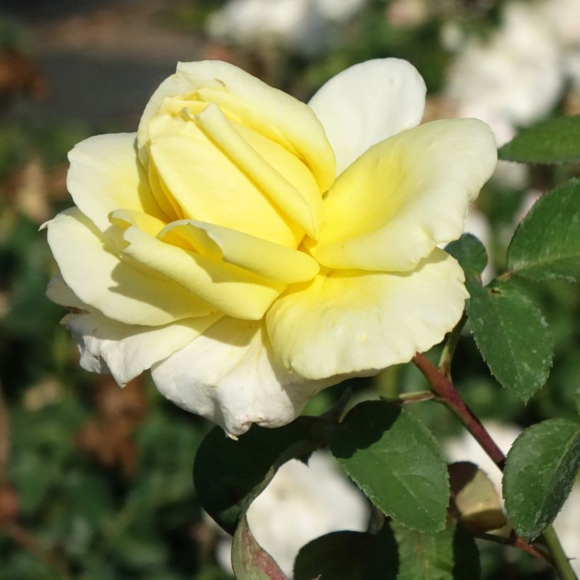 Rosa Golden Perfumella - Grootbloemige roos (Bloei)