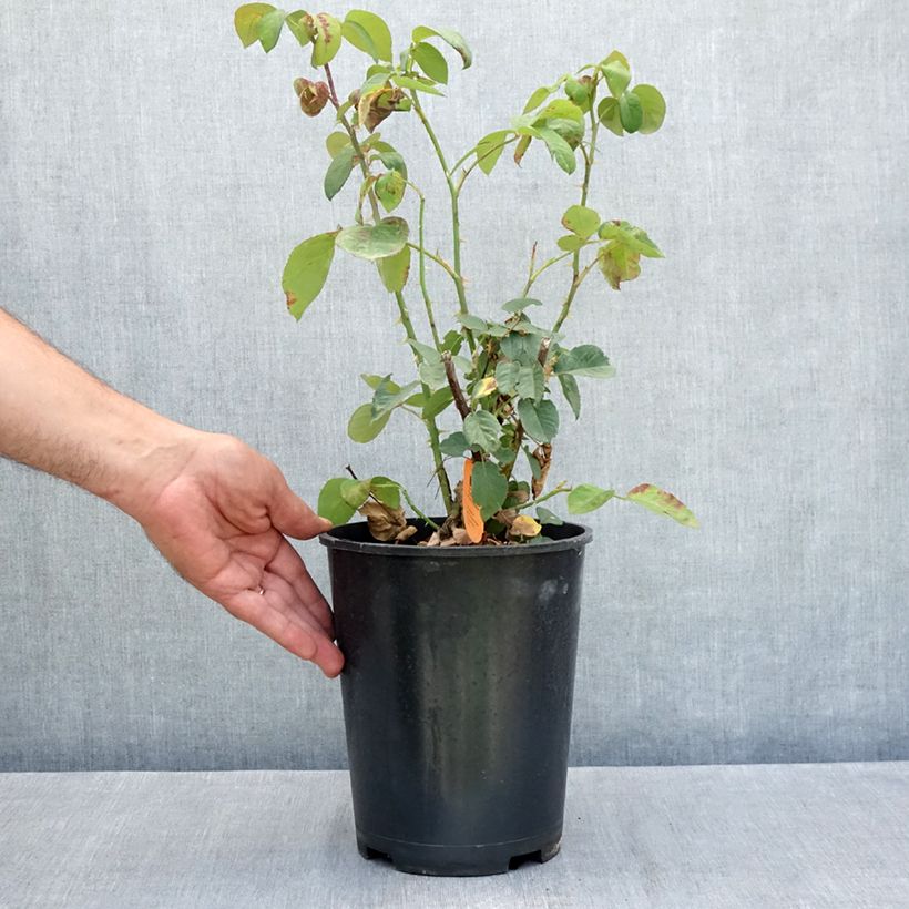 Exemplaar van Rosa Golden Perfumella - Grootbloemige roos Pot van 4 l/5 l zoals geleverd in de zomer