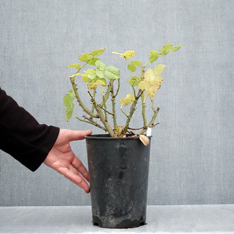 Exemplaar van Rosa Goldfinger - Grootbloemige roos Pot van 4 l/5 l zoals geleverd in de herfst