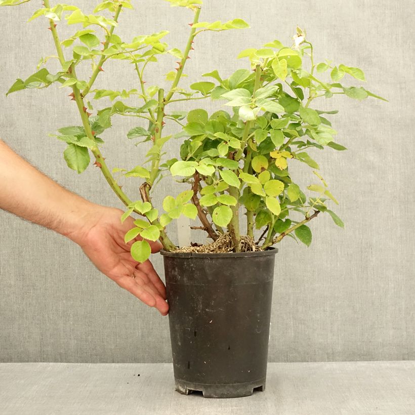 Exemplaar van Rosa Goldfinger - Grootbloemige roos Pot van 4 l/5 l zoals geleverd in de zomer