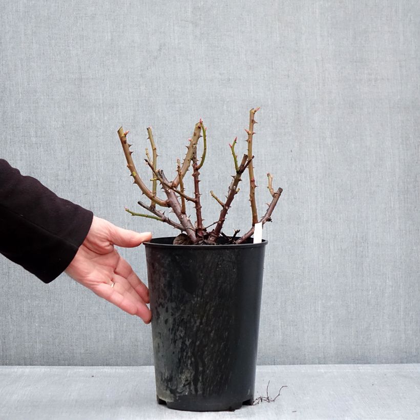 Exemplaar van Rosa Goldfinger - Grootbloemige roos Pot van 4 l/5 l zoals geleverd in de winter