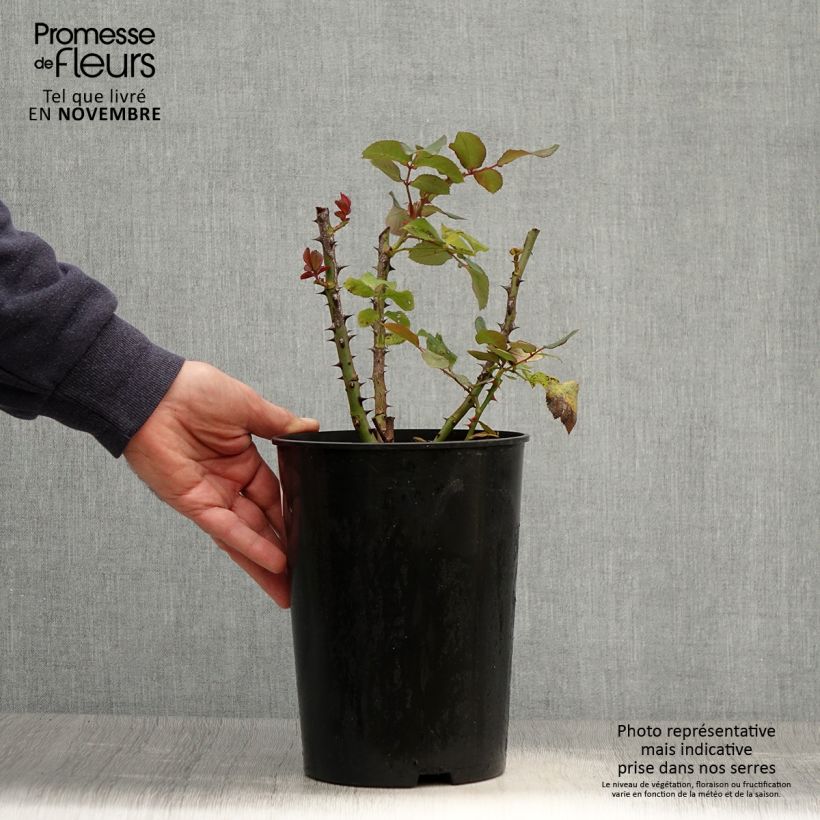 Exemplaar van Rosa Grande Amore - Grootbloemige roos Pot van 4 l/5 l zoals geleverd in de herfst