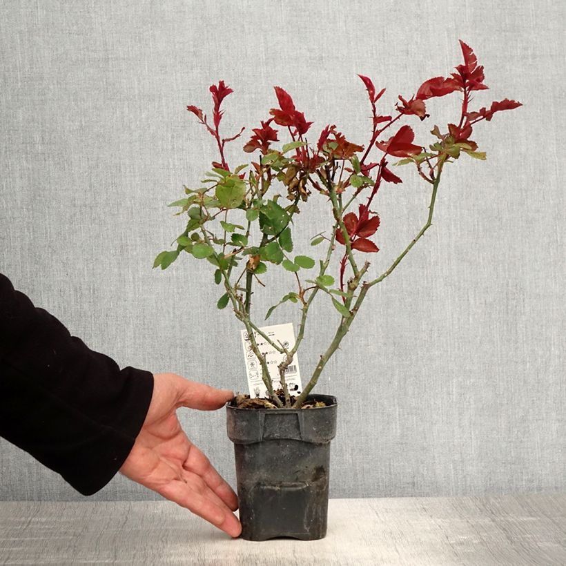 Exemplaar van Rosa Grande Amore - Grootbloemige roos Pot van 10 cm/11 cm zoals geleverd in de lente