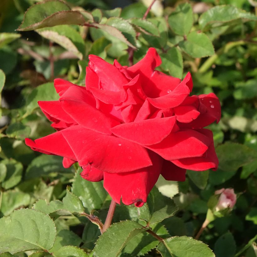 Rosa Grande Amore - Grootbloemige roos (Bloei)