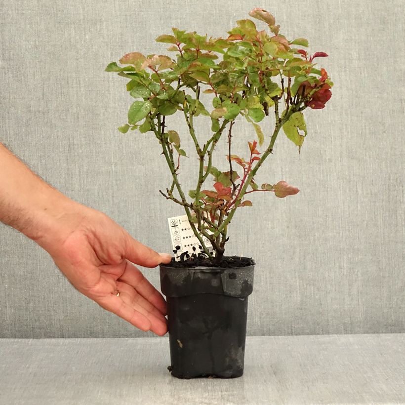 Exemplaar van Rosa Grande Amore - Grootbloemige roos Pot van 10 cm/11 cm zoals geleverd in de zomer