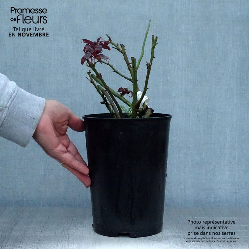 Exemplaar van Rosa Grande Classe - Grootbloemige roos Pot van 4 l/5 l zoals geleverd in de herfst