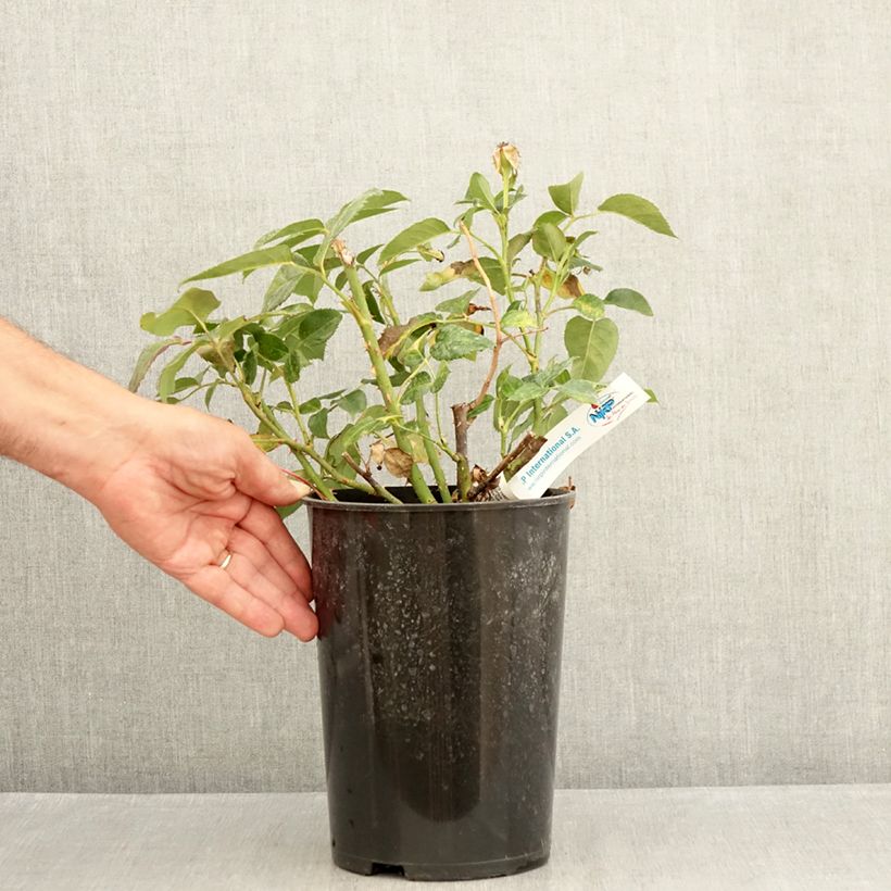 Exemplaar van Rosa Grande Classe - Grootbloemige roos Pot van 4 l/5 l zoals geleverd in de zomer
