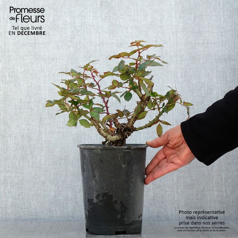 Exemplaar van Rosa Guignol - Grootbloemige roos Pot van 4 l/5 l zoals geleverd in de herfst