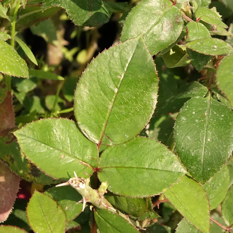 Rosa Guignol - Grootbloemige roos (Blad)