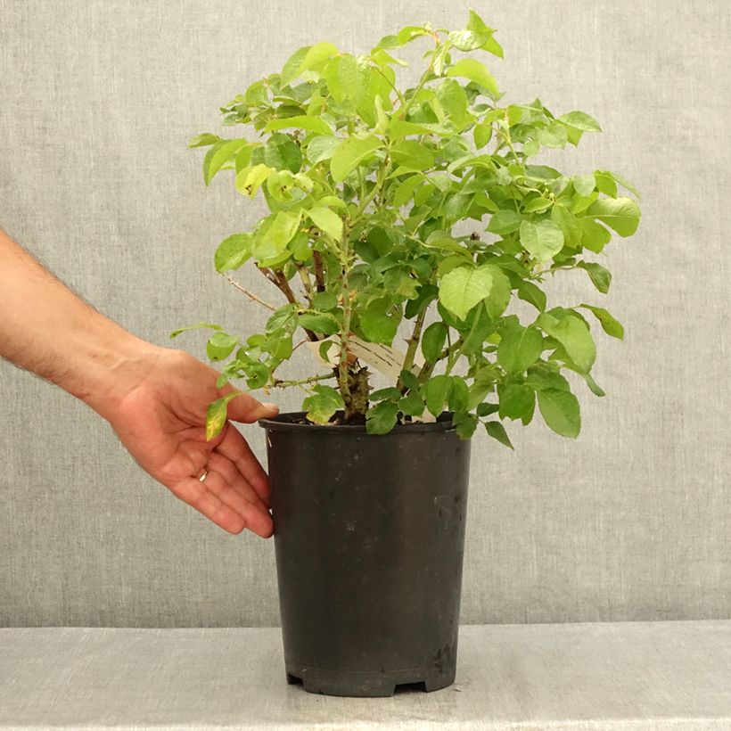 Exemplaar van Rosa Guillaume Gomez - Grootbloemige roos Pot van 4 l/5 l zoals geleverd in de zomer