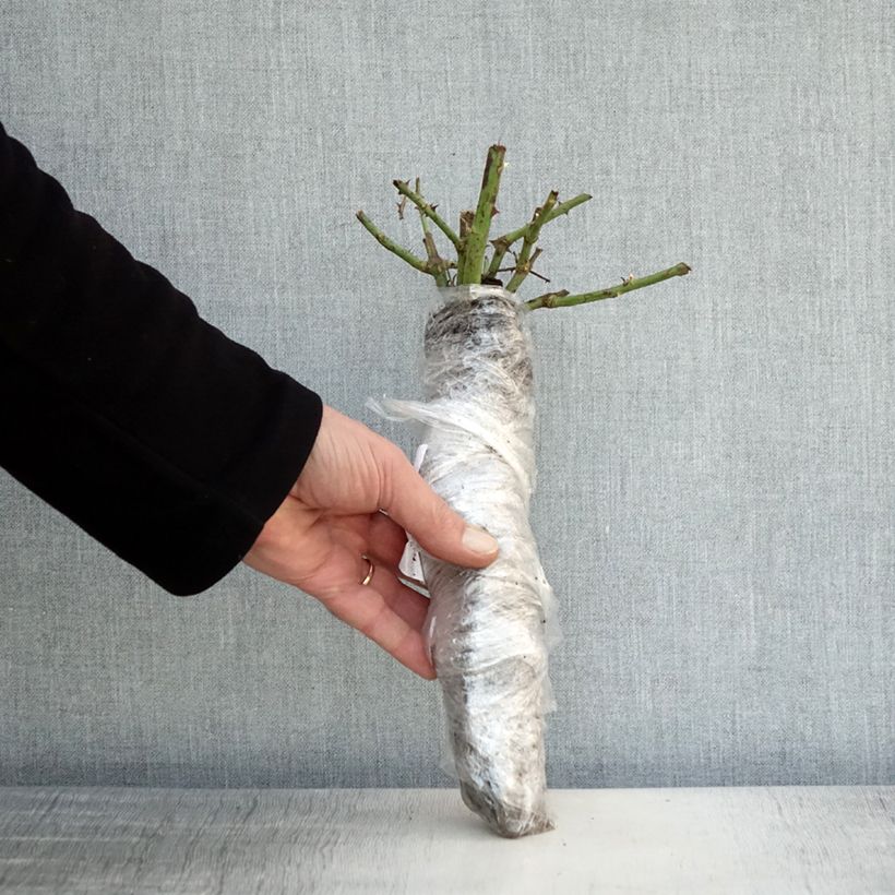 Exemplaar van Rosa Guillaume Gomez - Grootbloemige roos In kluit zoals geleverd in de winter