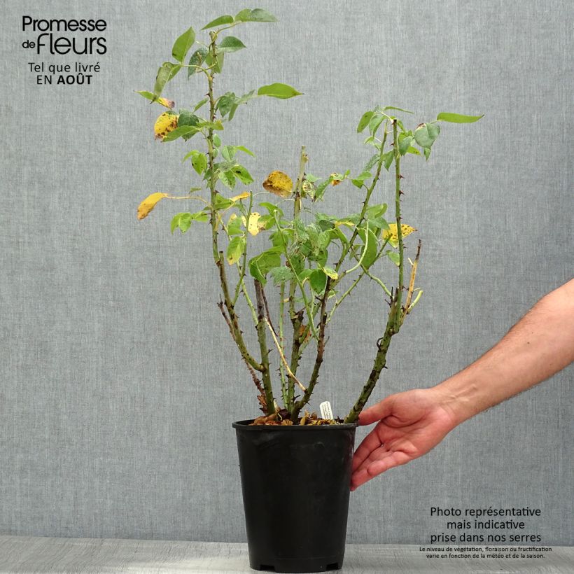 Exemplaar van Rosa Henri Delbard - Grootbloemige roos Pot van 3 l/4 l zoals geleverd in de zomer