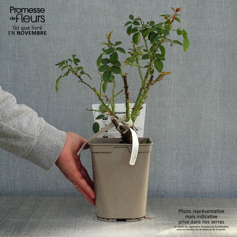 Exemplaar van Rosa Henri Matisse - Grootbloemige roos Pot van 3 l/4 l zoals geleverd in de herfst