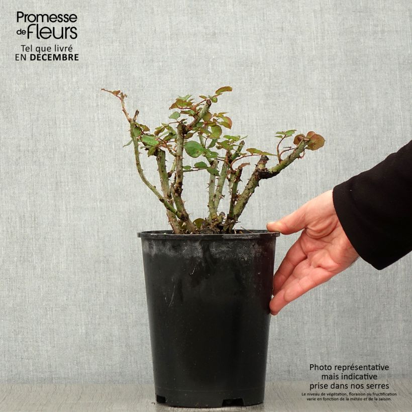 Exemplaar van Rosa Henryane de Chaponay - Grootbloemige roos Pot van 4 l/5 l zoals geleverd in de herfst