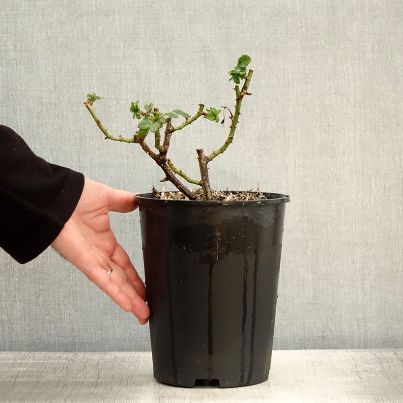 Exemplaar van Rosa Holiday Island Key Largo - Grootbloemige roos Pot van 4 l/5 l zoals geleverd in de winter