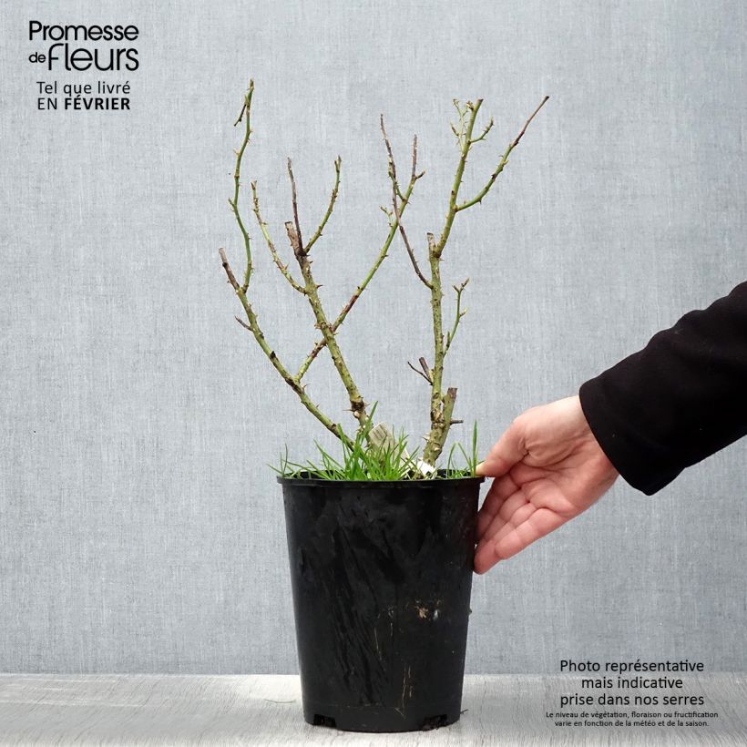 Exemplaar van Rosa Kaiserin Farah - Grootbloemige roos Pot van 4 l/5 l zoals geleverd in de winter