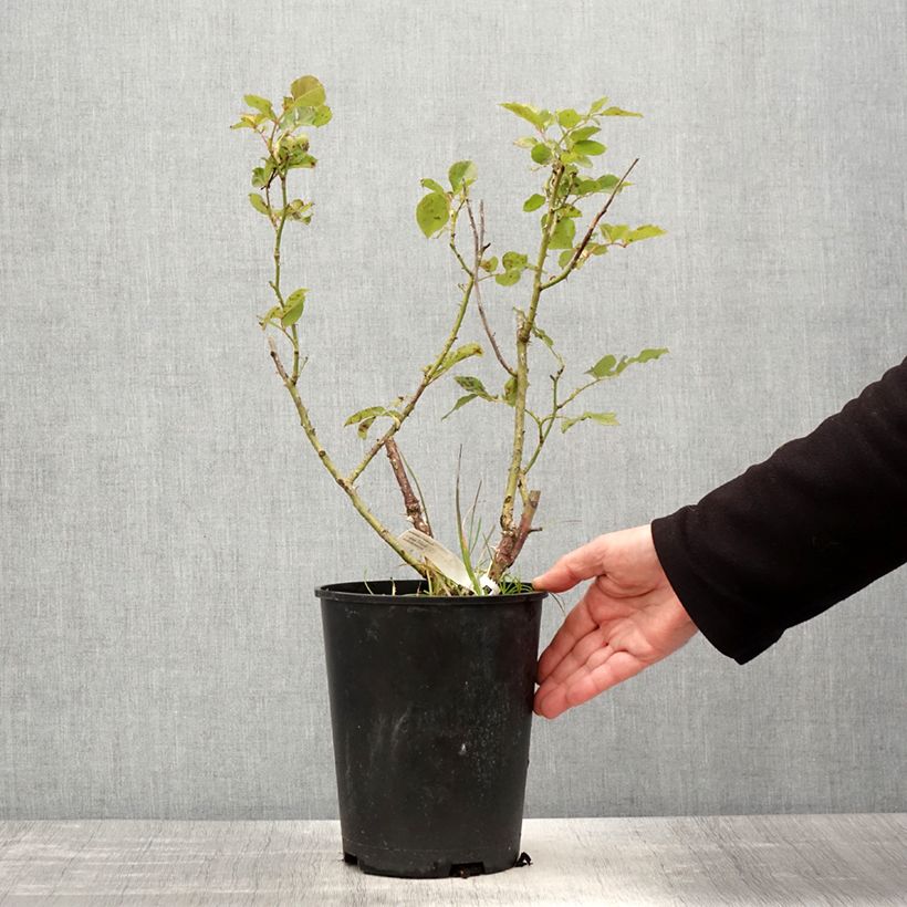 Exemplaar van Rosa Kaiserin Farah - Grootbloemige roos Pot van 4 l/5 l zoals geleverd in de lente