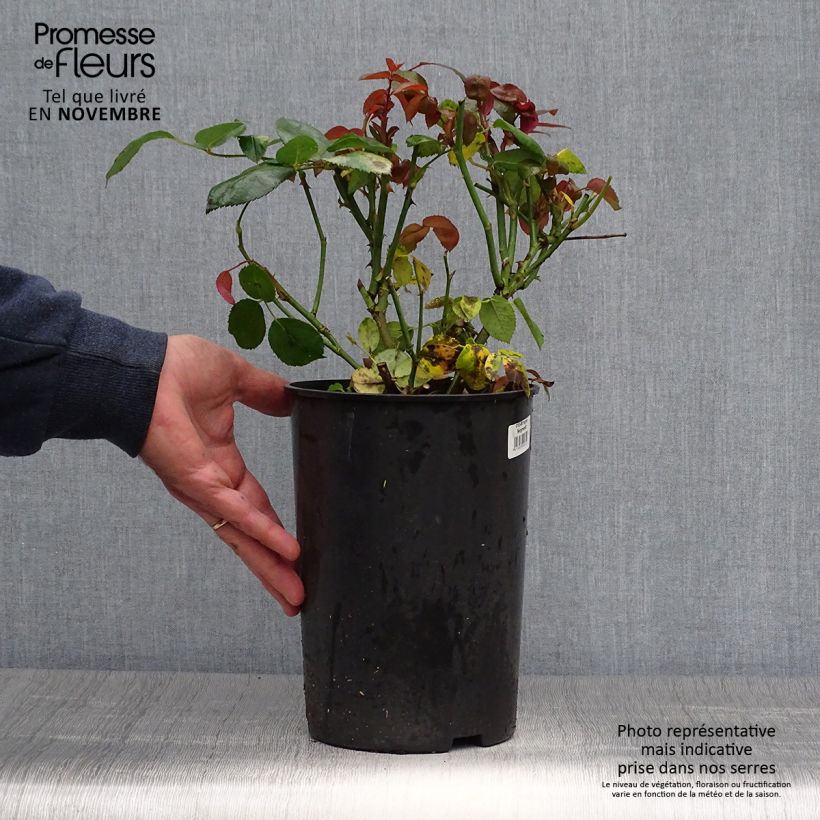 Exemplaar van Rosa Ingrid Bergman - Grootbloemige roos Pot van 4 l/5 l zoals geleverd in de herfst