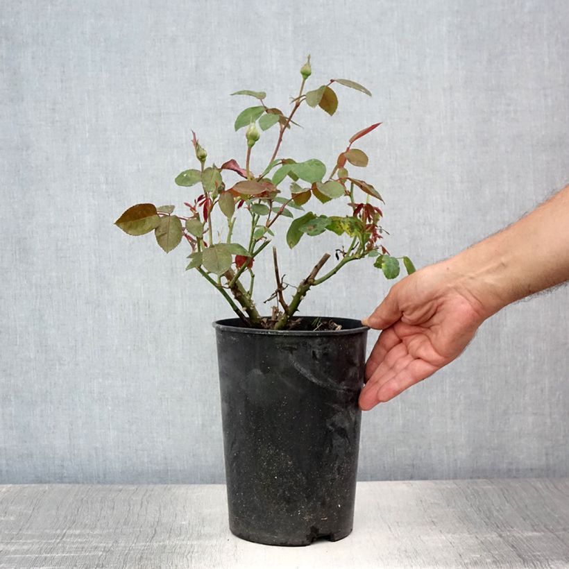 Exemplaar van Rosa Ingrid Bergman - Grootbloemige roos Pot van 4 l/5 l zoals geleverd in de zomer