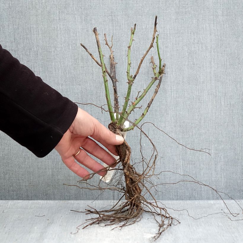 Exemplaar van Rosa Ingrid Bergman - Grootbloemige roos Naakte wortel zoals geleverd in de winter