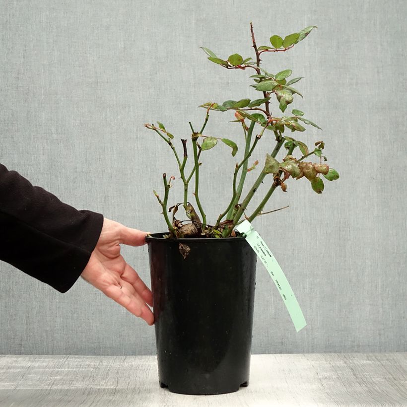 Exemplaar van Rosa Jalitah - Grootbloemige roos Pot van 4 l/5 l zoals geleverd in de herfst