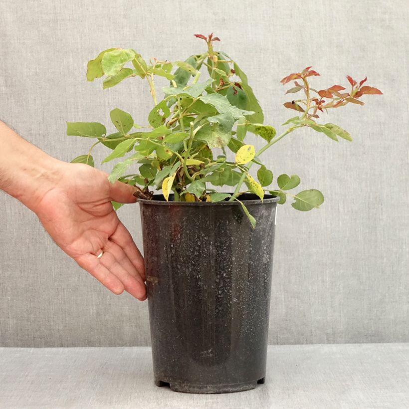Exemplaar van Rosa Jalitah - Grootbloemige roos Pot van 4 l/5 l zoals geleverd in de zomer