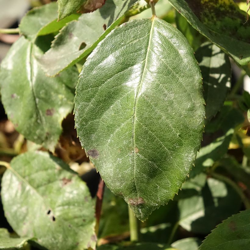Rosa Jalitah - Grootbloemige roos (Blad)