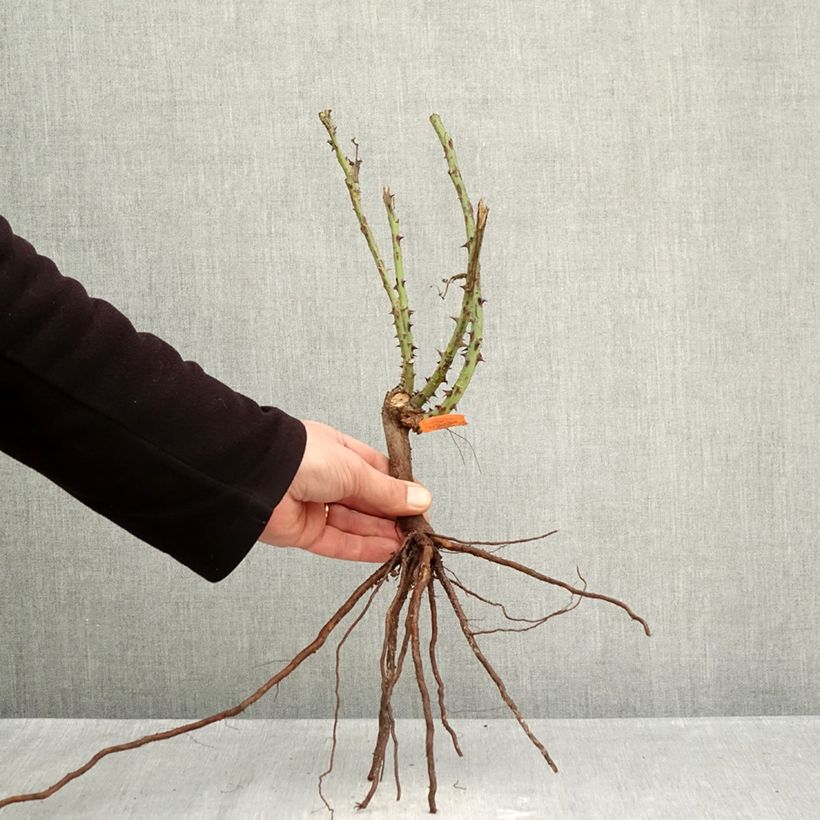 Example of Rosa Jardins de Bagatelle - Grootbloemige roos Naakte wortel as you get in hiver