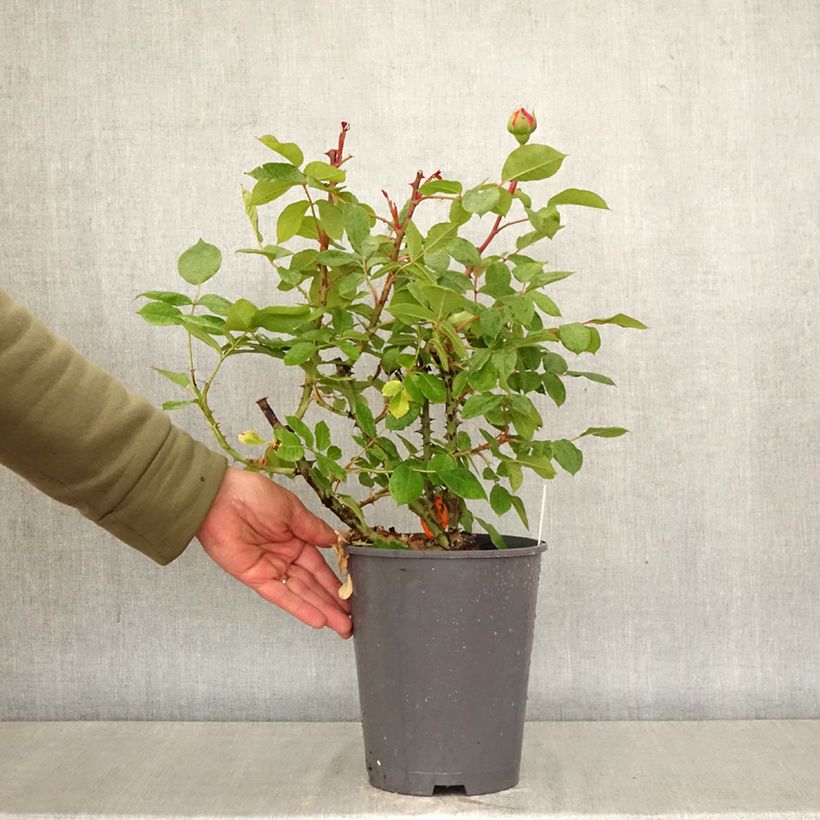 Exemplaar van Rosa Jean de la Fontaine - Grootbloemige roos Pot van 4 l/5 l zoals geleverd in de lente