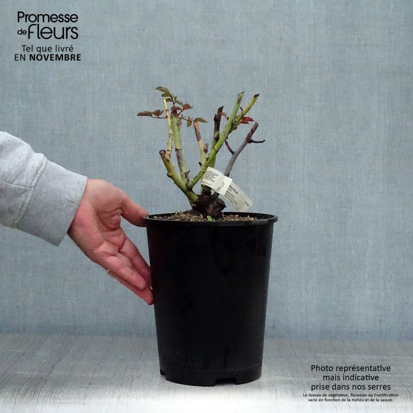 Exemplaar van Rosa Jingle Bells - Grootbloemige roos Pot van 4 l/5 l zoals geleverd in de herfst