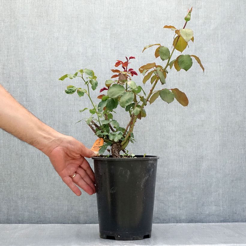 Exemplaar van Rosa Jubilé Papa Meilland - Grootbloemige roos Pot van 4 l/5 l zoals geleverd in de zomer