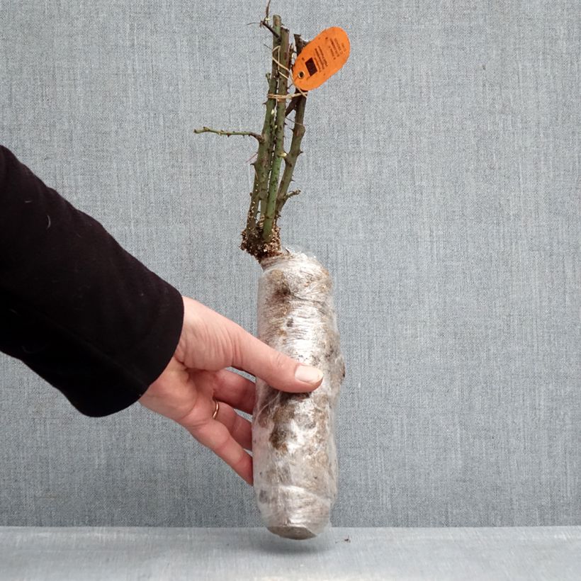 Exemplaar van Rosa Jubilé Papa Meilland - Grootbloemige roos In kluit zoals geleverd in de winter