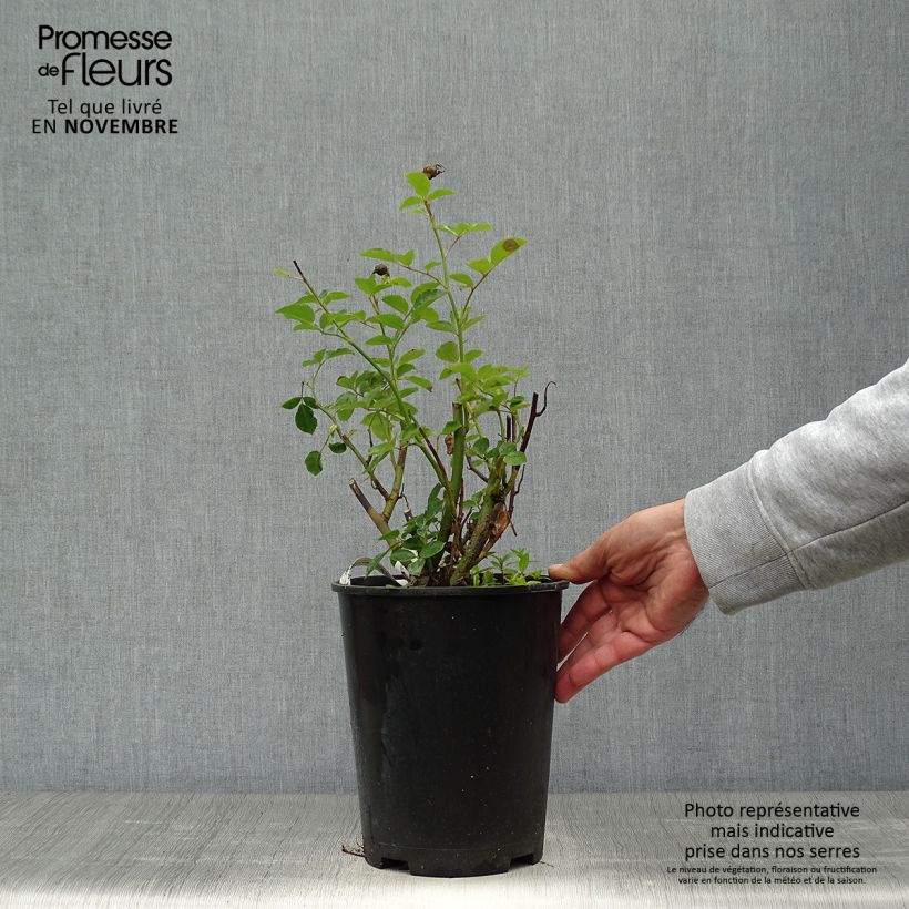 Exemplaar van Rosa Jules Verne - Grootbloemige roos Pot van 4 l/5 l zoals geleverd in de herfst