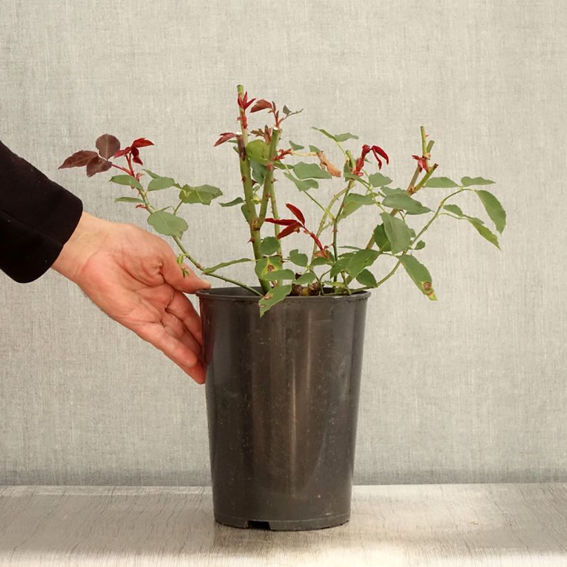 Exemplaar van Rosa Just Joey - Grootbloemige roos Pot van 4 l/5 l zoals geleverd in de herfst