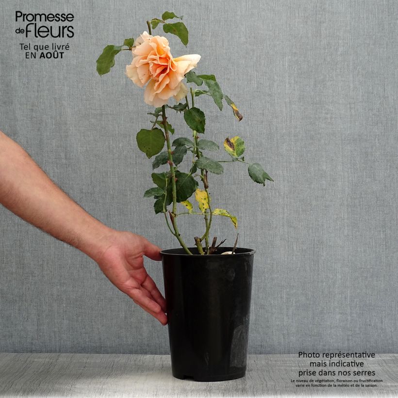 Exemplaar van Rosa Just Joey - Grootbloemige roos Pot van 4 l/5 l zoals geleverd in de zomer
