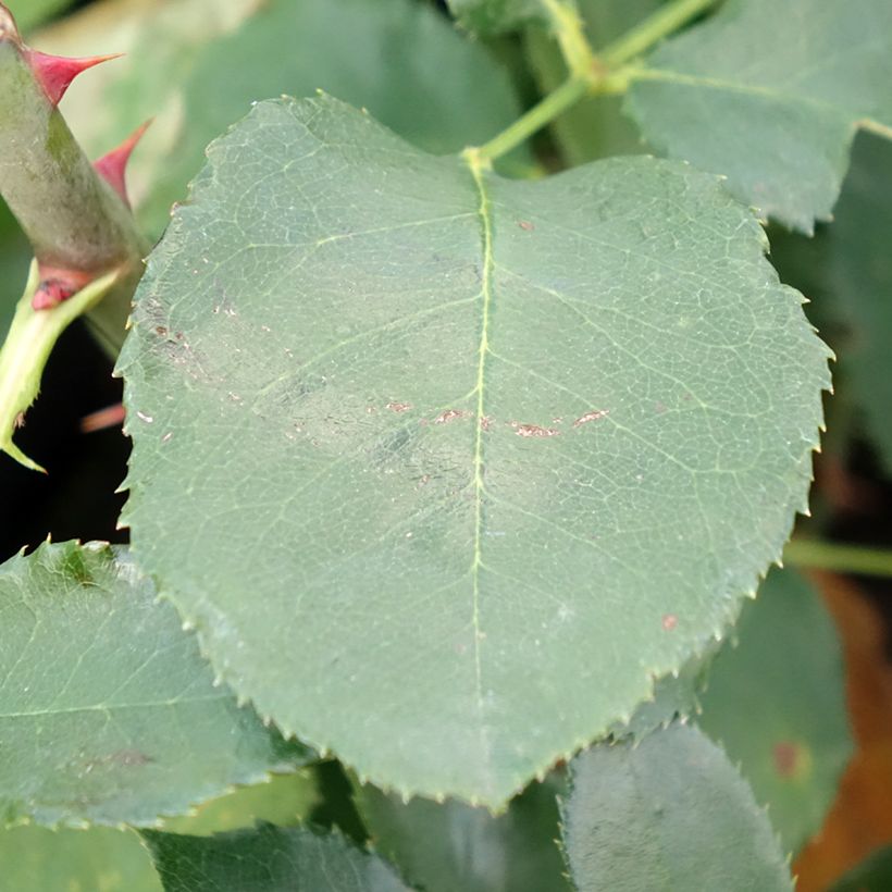 Rosa Just Joey - Grootbloemige roos (Blad)