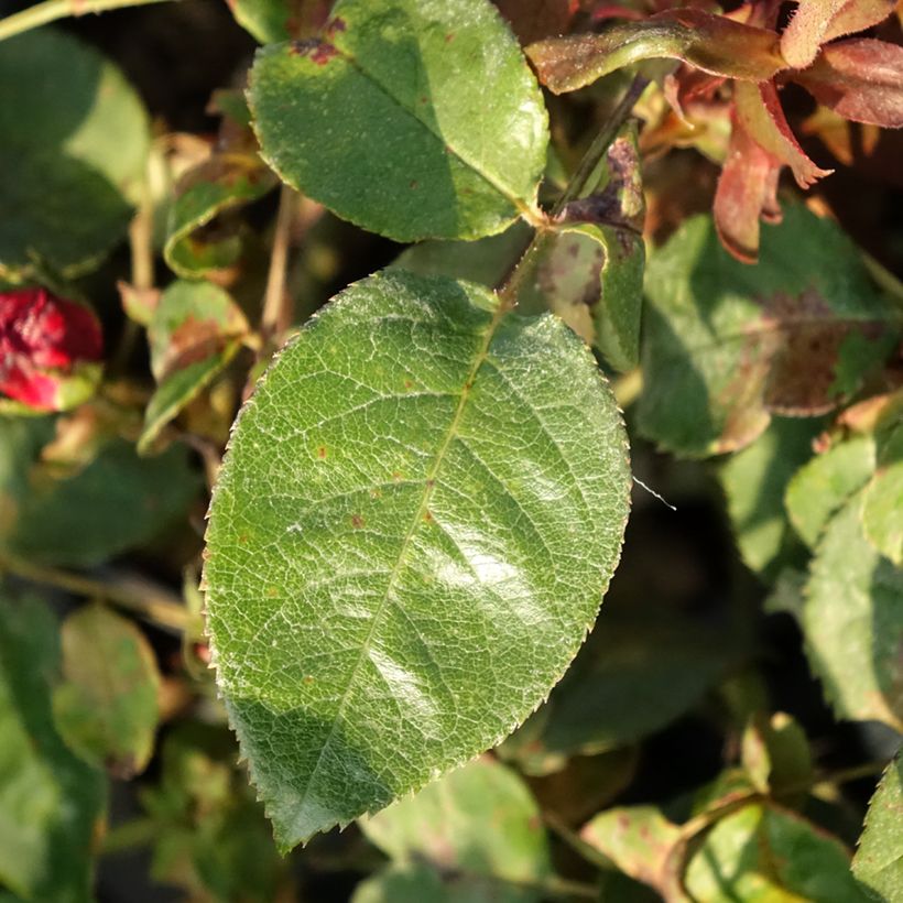 Rosa Kazatchok - Grootbloemige roos (Blad)